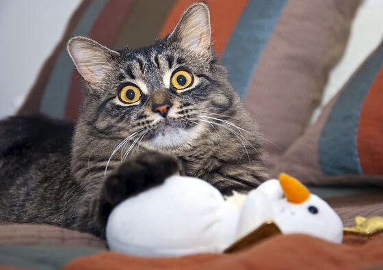 颠覆之夜，莱比锡红牛如何让曼城巨人倒下，奥利维耶加冕新神