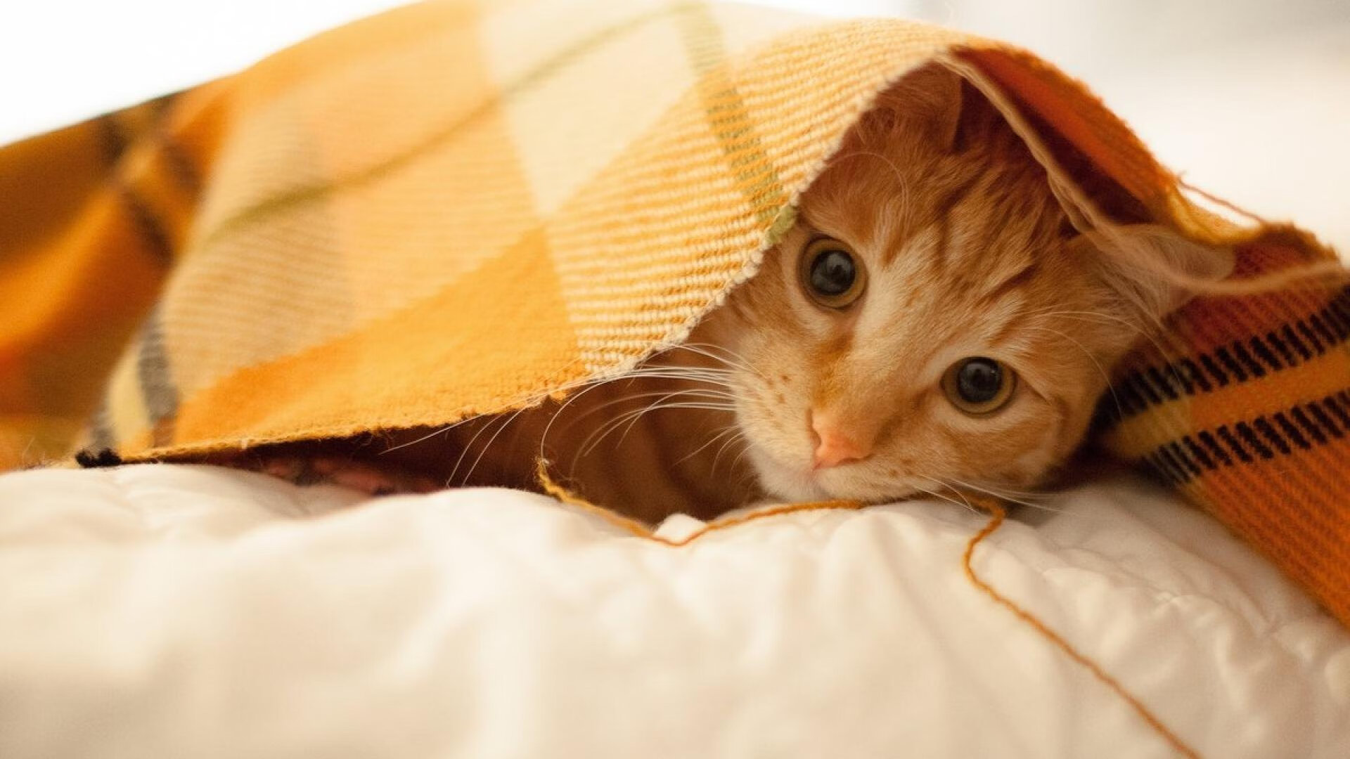 辛杜的胜利与韩国的翻盘,同一片赛场,两种胜利叙事