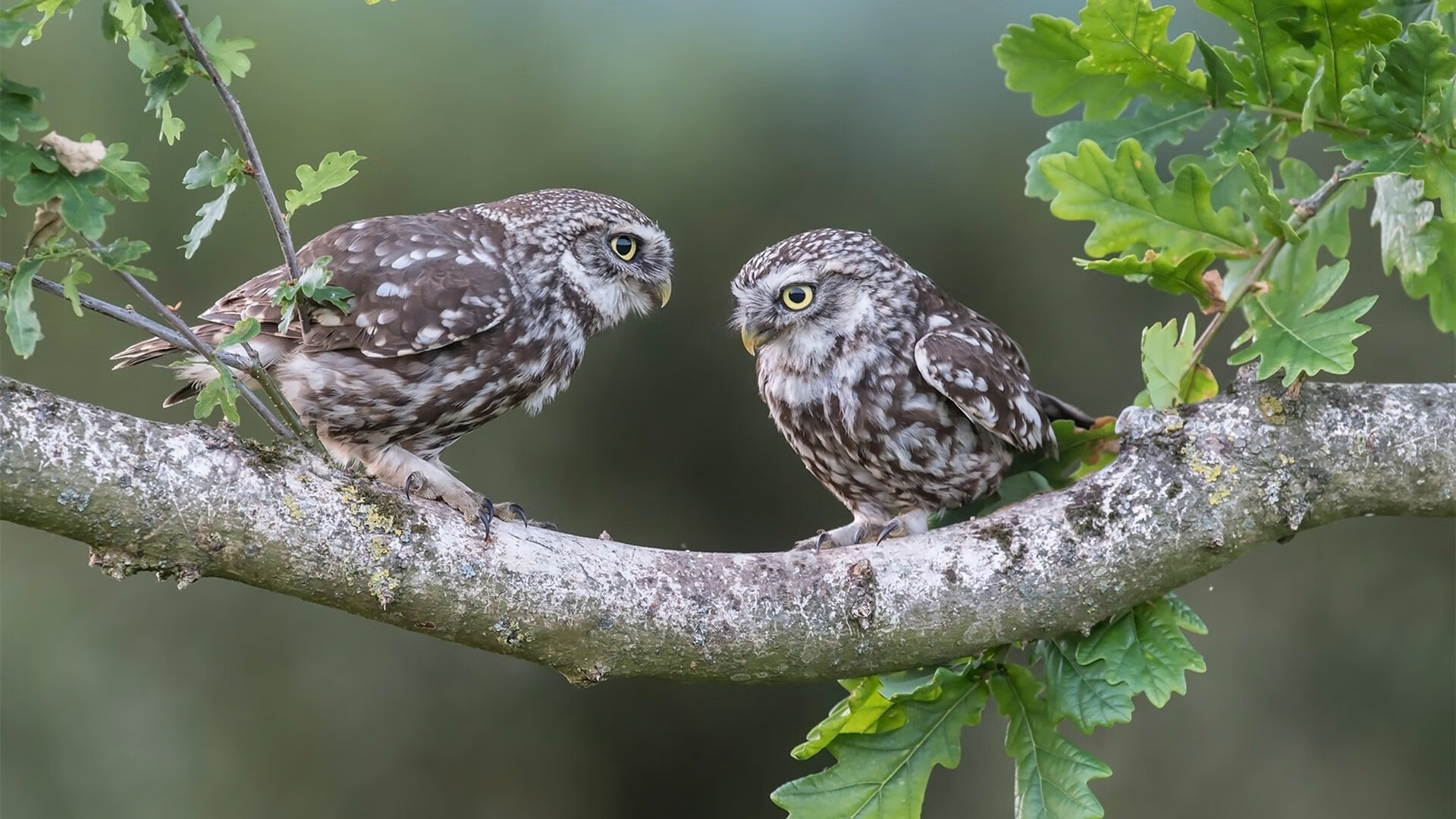 冰与火的交锋，张继科关键制胜，韩国队鏖战险胜瑞典