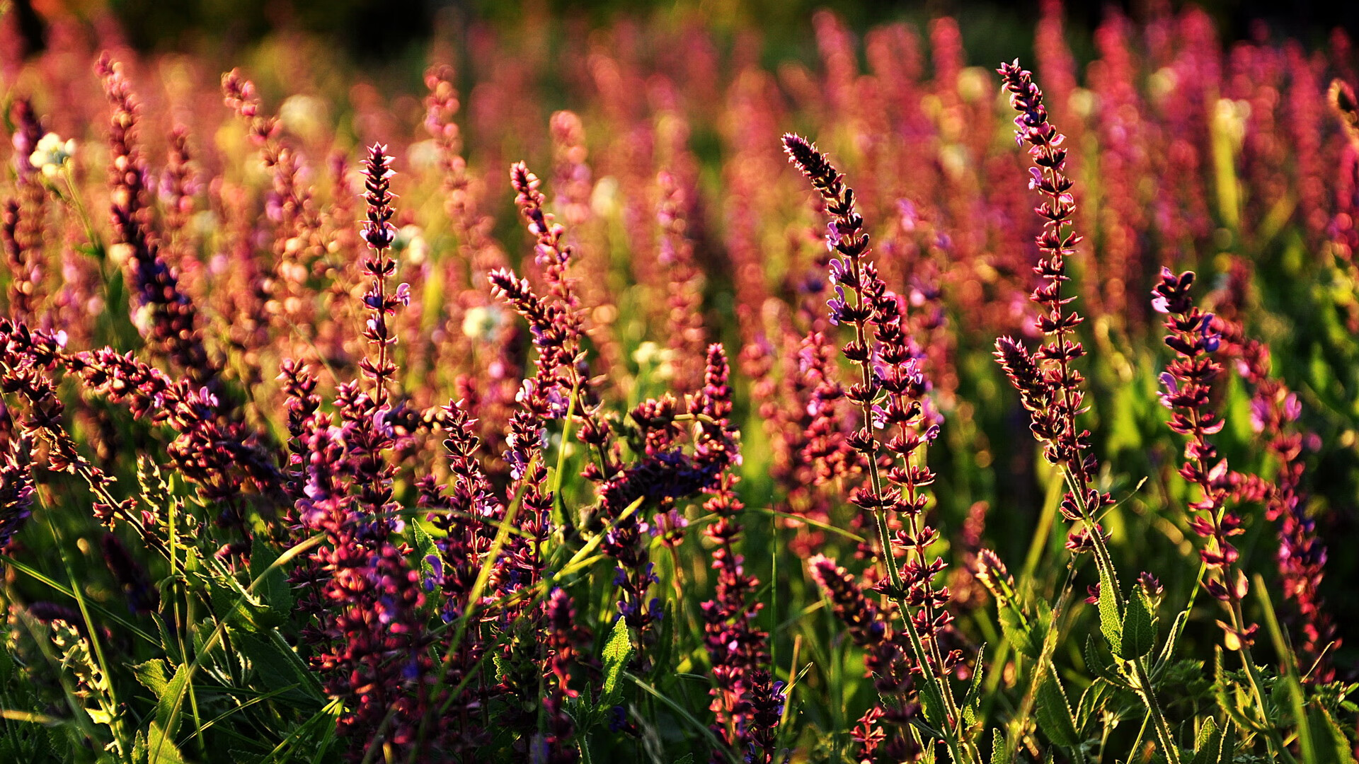 爱游戏官网-冰与火之歌，奥地利战术逆转撕裂大黄蜂，佩德里幽灵一击点燃死亡之组