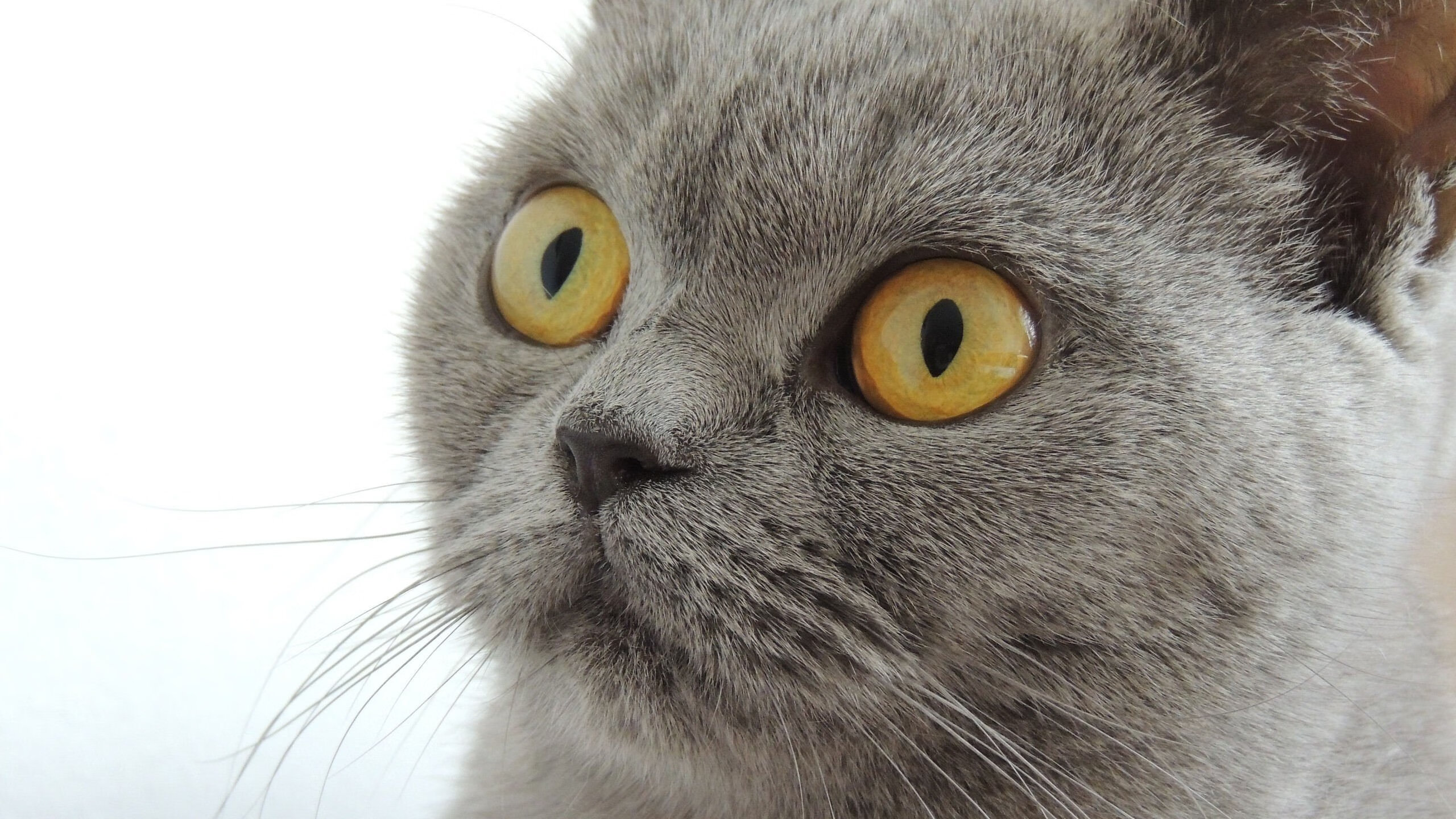 爱游戏官方入口-瑞士奇迹夜，库尔图瓦的11次神扑与足球的终极孤独