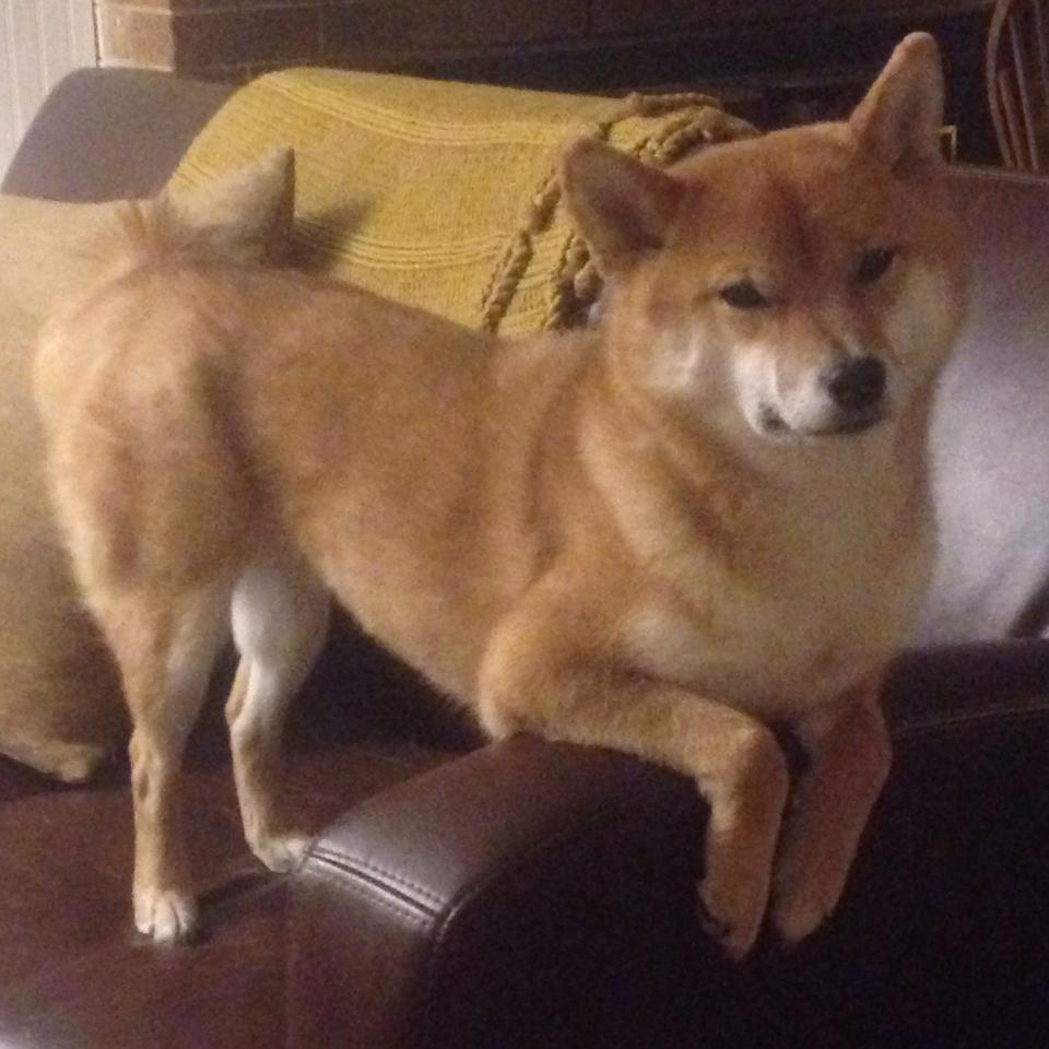 爱游戏在线-东方的硝烟，世界的舞台，深圳逆转辽宁，范弗利特生死时刻接管战场