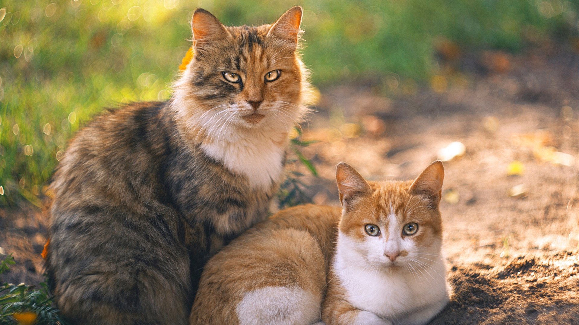 爵色褪尽风城起,锡安破晓正当时
