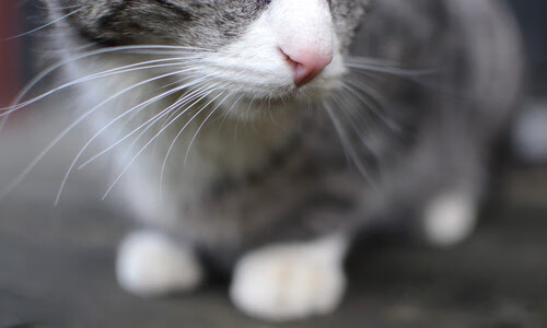 爱游戏APP-魔术师的终极魔法，英格拉姆用无解单打撕碎湖人防线