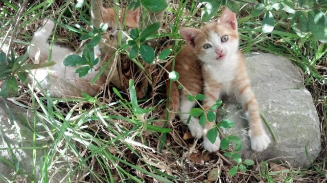 绝境之中,黄喜灿一锤定音!关键先生拯救尼斯于水火