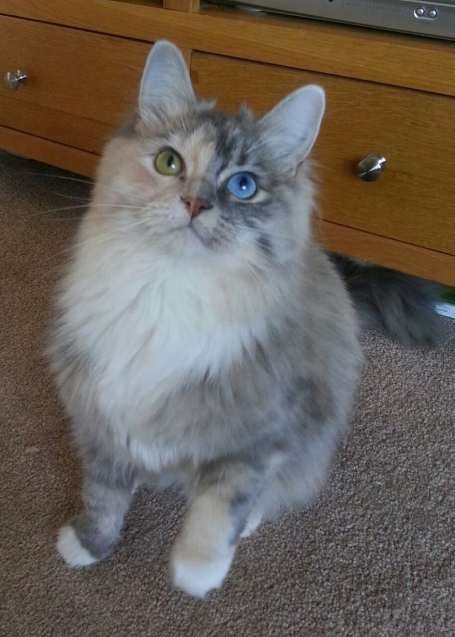 爱游戏在线-铁网困不住猎鹰，当团队火力遭遇武切维奇的独舞时刻