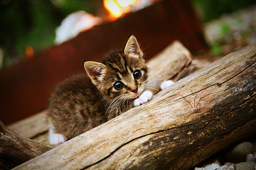 绿茵双城记，国家德比的基因，如何塑造法国对波兰的降维打击？