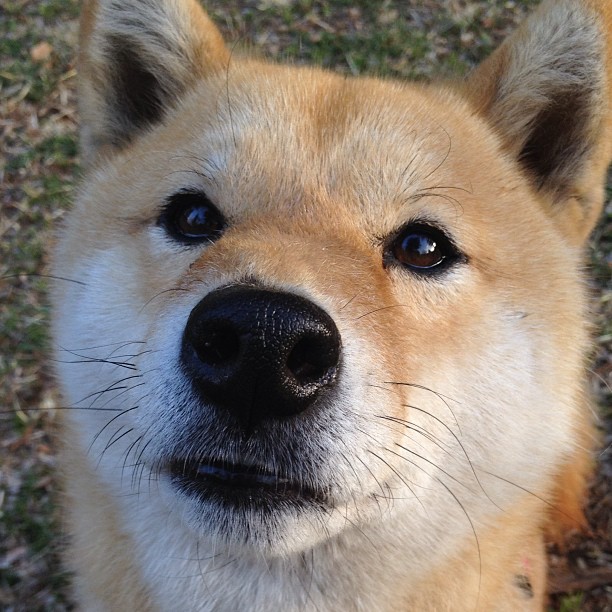 英超争冠焦点战，尼日利亚球星一波带走几内亚的阴影