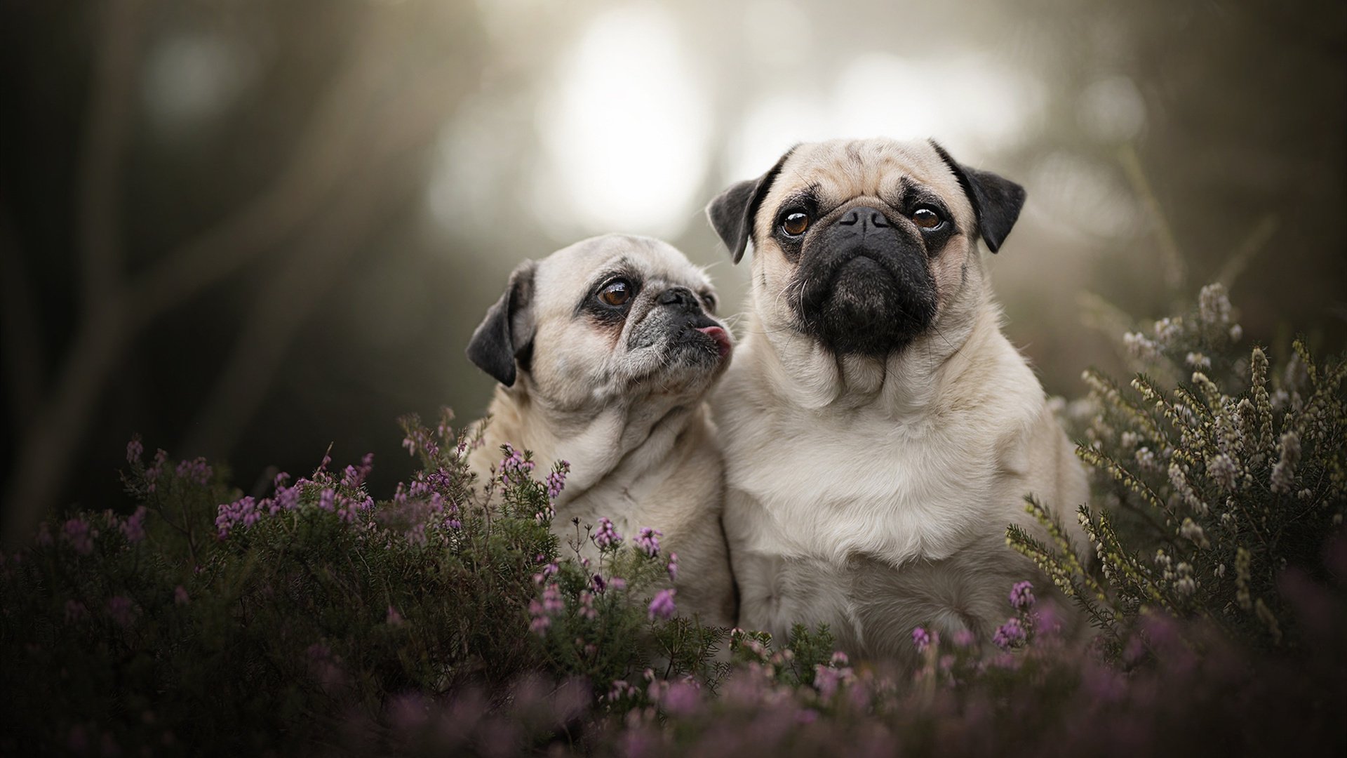 东瀛之焰灼烧老妇人，法兰西魔术师于灰烬中取走胜利