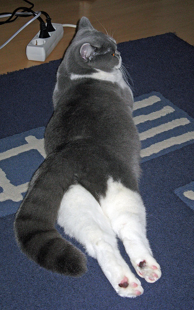 引擎的较量，瑞士式精准如何在F1街道赛中硬核破局，击败新西兰的韧性狂飙？